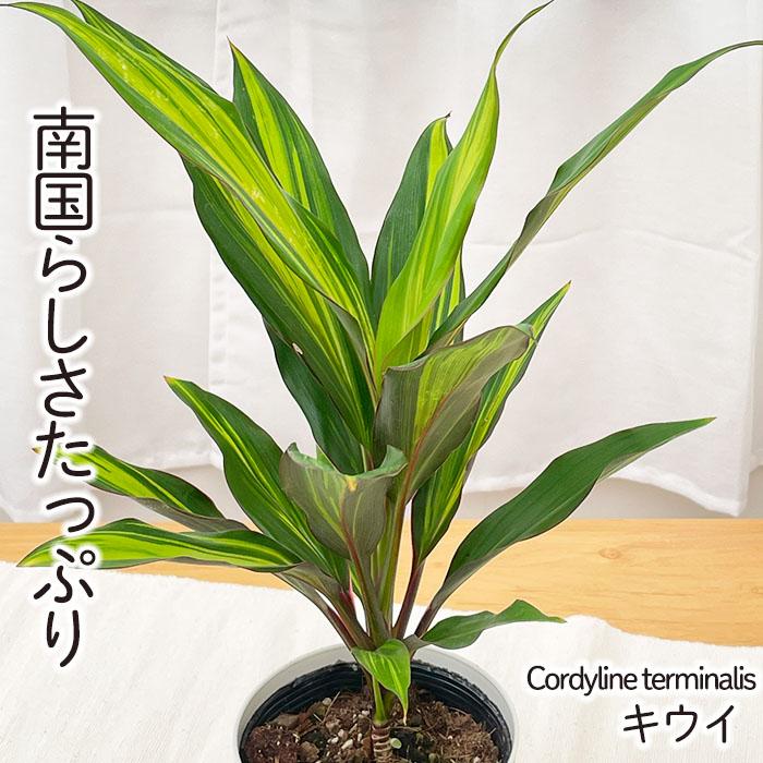 日本花キ流通 観葉植物 コルジリネ キウイ 4号鉢 小型 小さい 室内