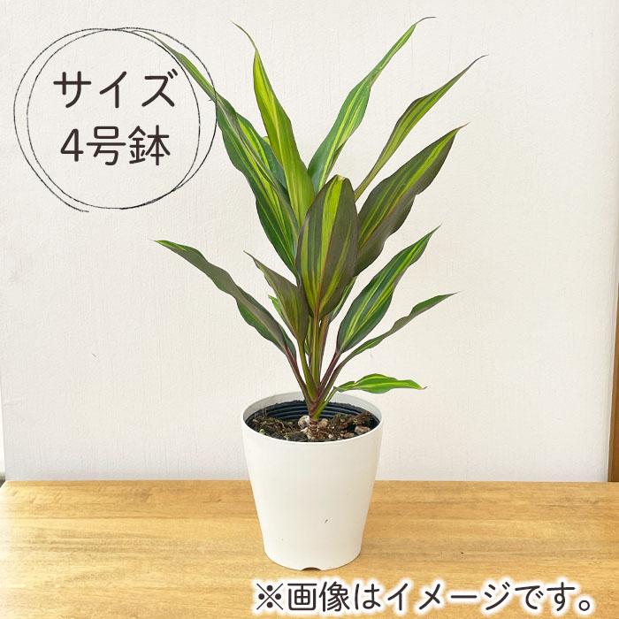 日本花キ流通 観葉植物 コルジリネ キウイ 4号鉢 小型 小さい 室内