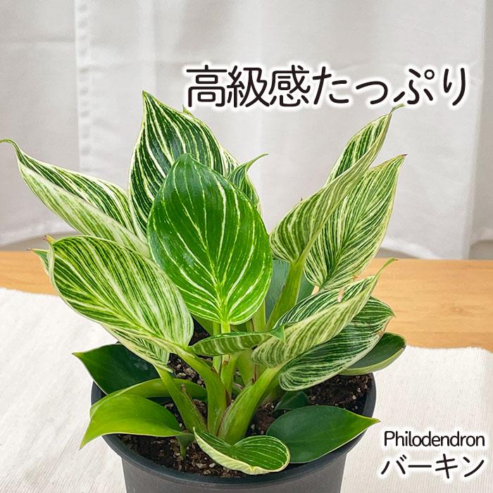 観葉植物 フィロデンドロン バーキン 4号鉢 小型 小さい 室内 贈り物
