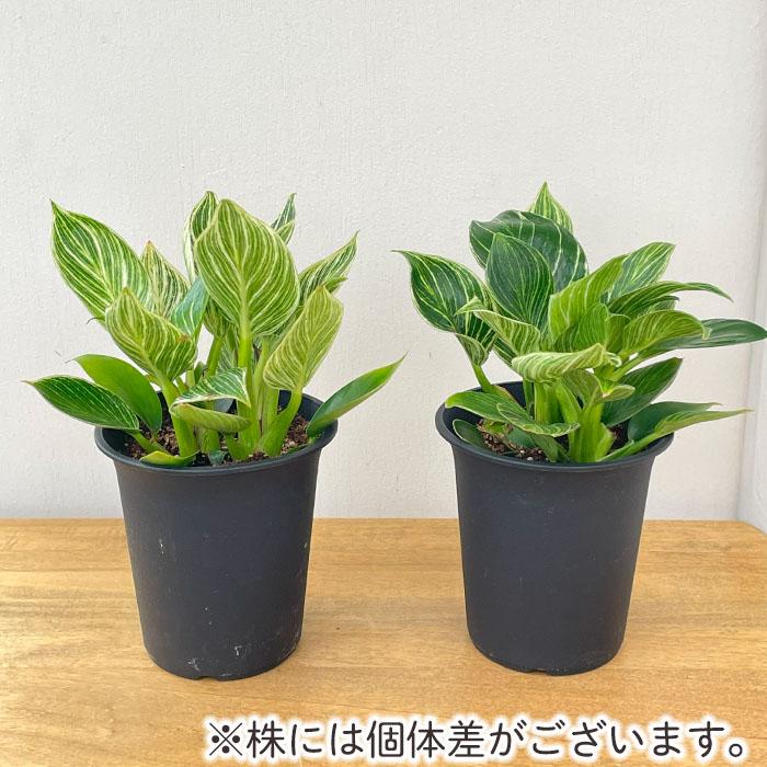 観葉植物 フィロデンドロン バーキン 4号鉢 小型 小さい 室内 贈り物