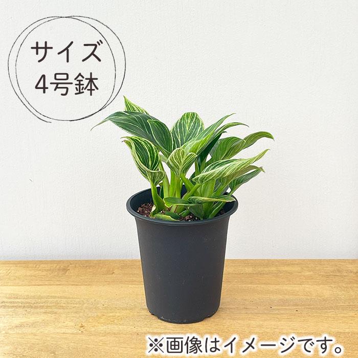 観葉植物 フィロデンドロン バーキン 4号鉢 小型 小さい 室内 贈り物