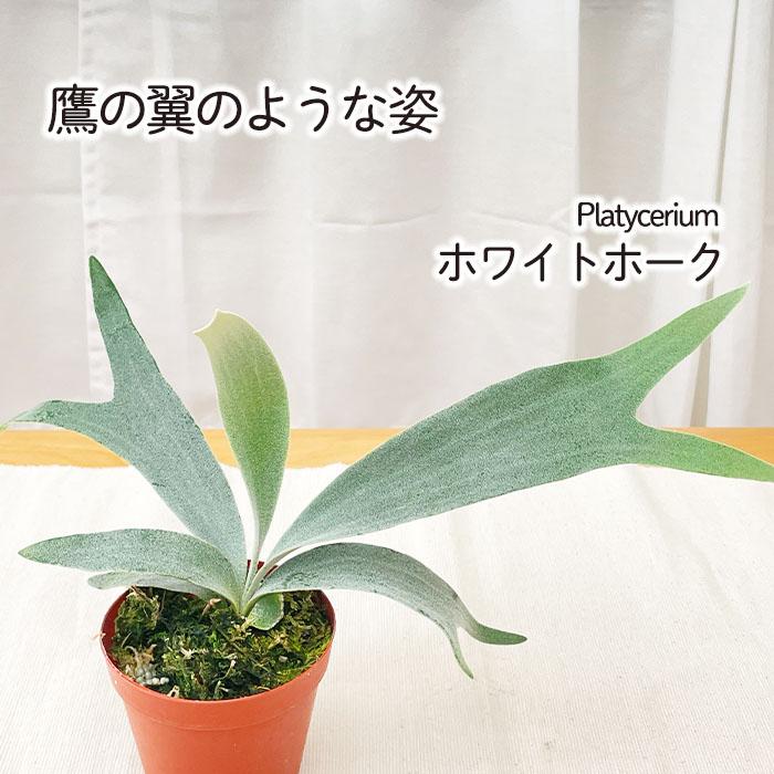 ビカクシダ 観葉植物 ホワイト鉢 日本花キ流通 観葉植物 コウモリラン ホワイトホーク 3号鉢 プラティ