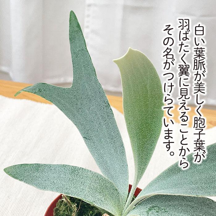日本花キ流通 観葉植物 コウモリラン ホワイトホーク 3号鉢 プラティ