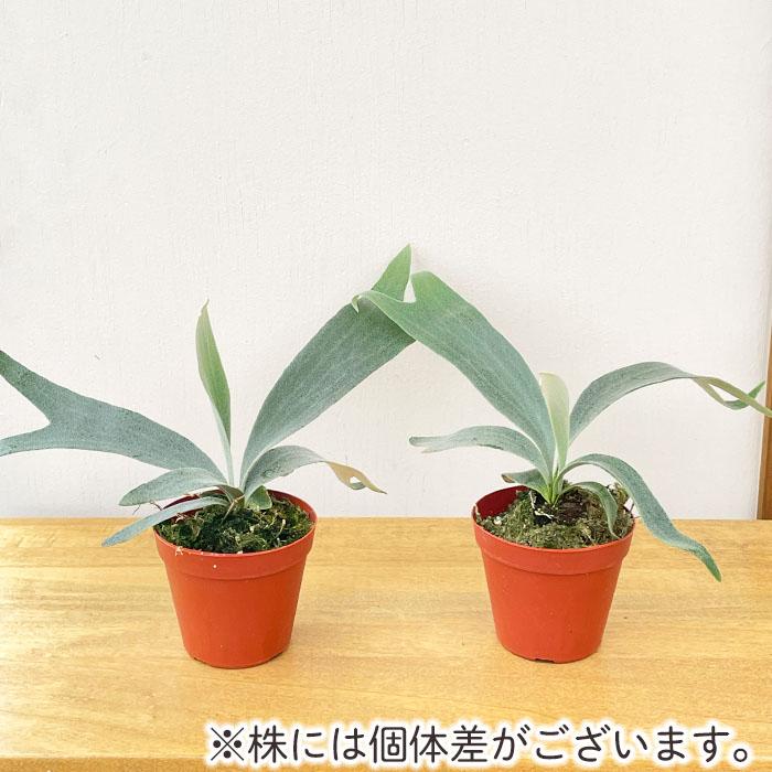 日本花キ流通 観葉植物 コウモリラン ホワイトホーク 3号鉢 プラティ