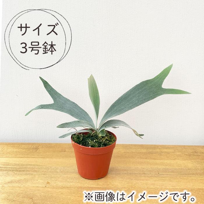 日本花キ流通 観葉植物 コウモリラン ホワイトホーク 3号鉢 プラティ