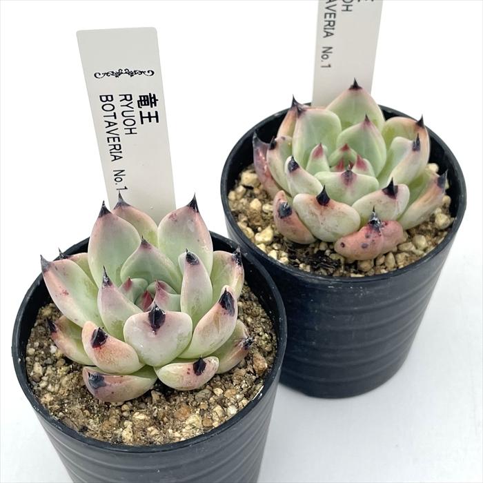 多肉植物 エケベリア 見元園芸さん苗 ボタベリア 命名種 竜王 NEW BOTAVERIA 【竜王】 お待たせいたしました！ いや、お待たせし過ぎ