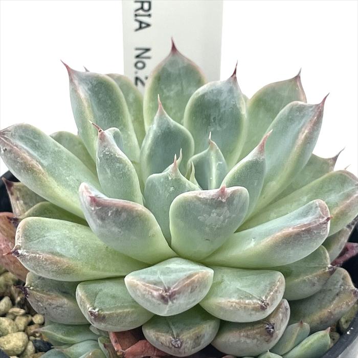 RYUOH BOTAVERIA 　竜王　鷹ノ刃　牙狼　多肉植物 多肉植物 botエケベリア No.02 牙狼 BOTAVERIA ボタベリア 見元園芸