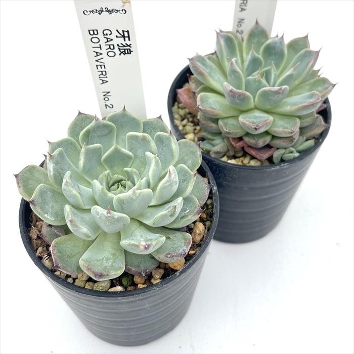 多肉植物 botエケベリア No.02 牙狼 BOTAVERIA ボタベリア 見元園芸