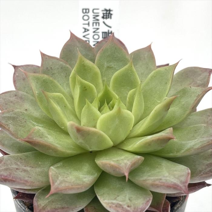 多肉植物 botエケベリア No.04 梅ノ音 BOTAVERIA ボタベリア 見元園芸