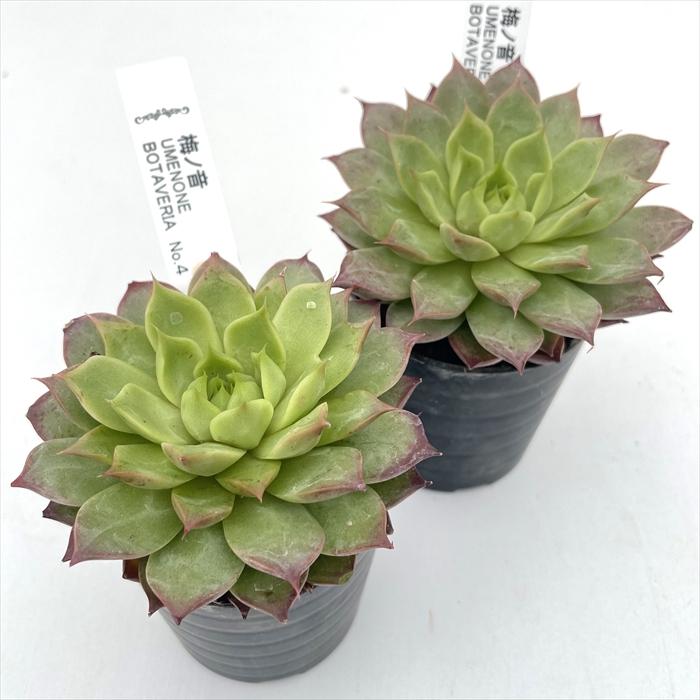 多肉植物 botエケベリア No.04 梅ノ音 BOTAVERIA ボタベリア 見元園芸