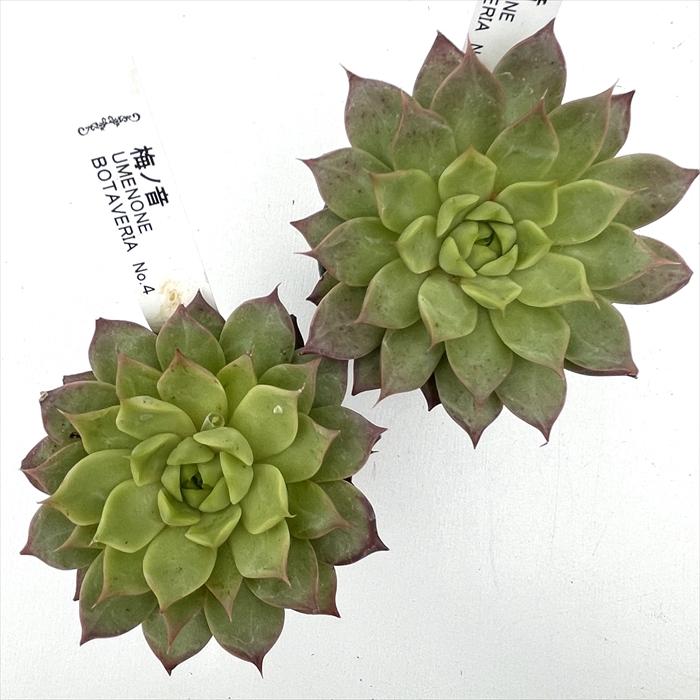 特価品5ポットセット ボタベリア 6cmポット 多肉植物 botエケベリア No.04 梅ノ音 BOTAVERIA ボタベリア 見元園芸