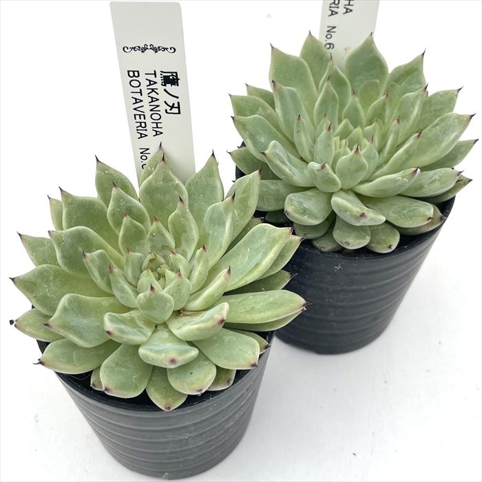 多肉植物 botエケベリア No.06 鷹の刃 BOTAVERIA ボタベリア 見元園芸