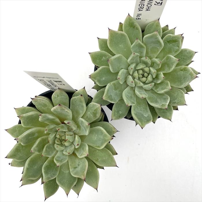 多肉植物 botエケベリア No.06 鷹の刃 BOTAVERIA ボタベリア 見元園芸