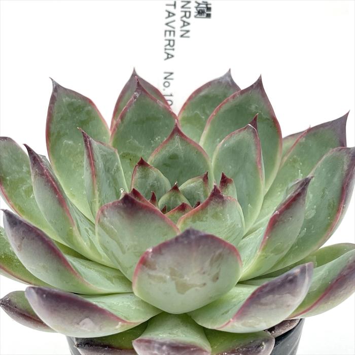 多肉植物 botエケベリア No.10 爛爛 BOTAVERIA ボタベリア 見元園芸