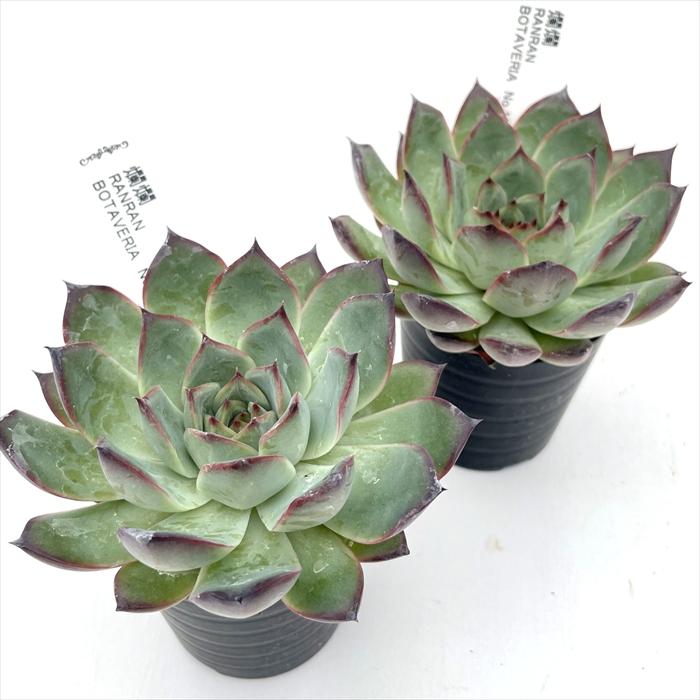 多肉植物 botエケベリア No.10 爛爛 BOTAVERIA ボタベリア 見元園芸