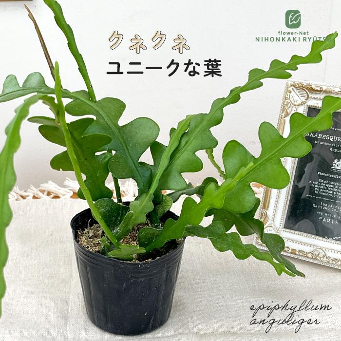 日本花キ流通 観葉植物 エピフィルム アングリガー 9cmポット クジャク