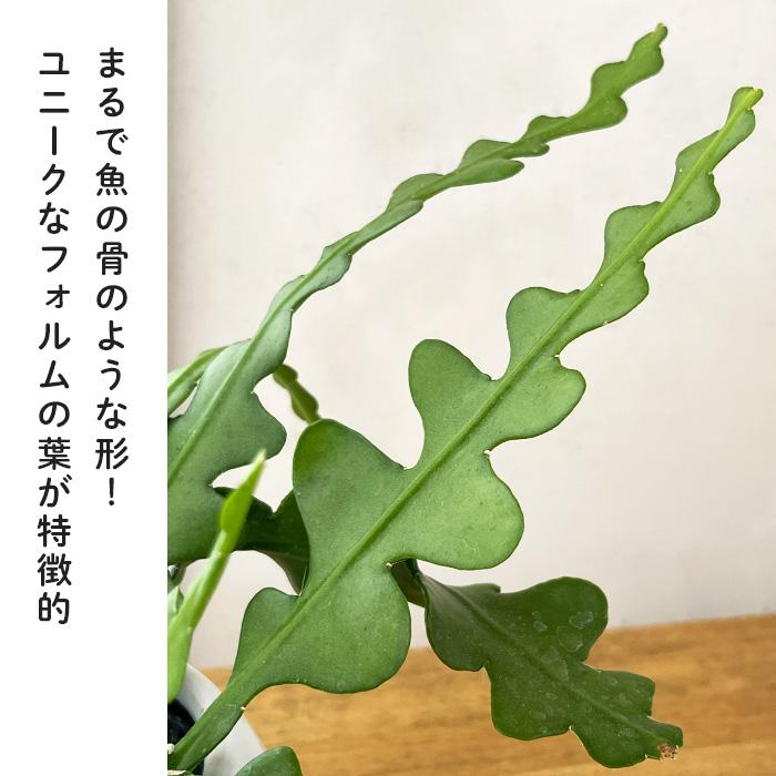 日本花キ流通 観葉植物 エピフィルム アングリガー 9cmポット クジャク