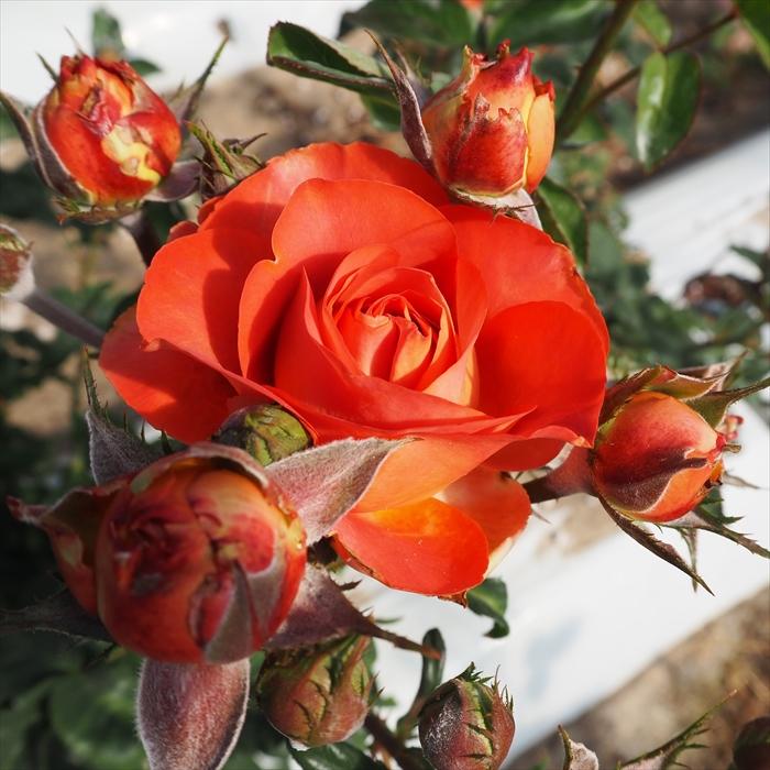 日本花キ流通 予約販売 バラ苗 バラ大苗 大輪 コーヒーブレイク