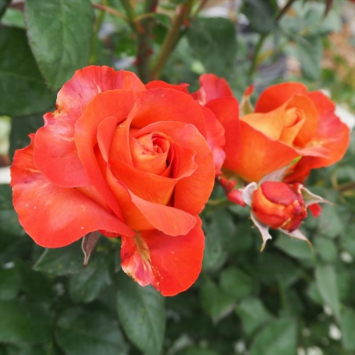 日本花キ流通 予約販売 バラ苗 バラ大苗 大輪 コーヒーブレイク