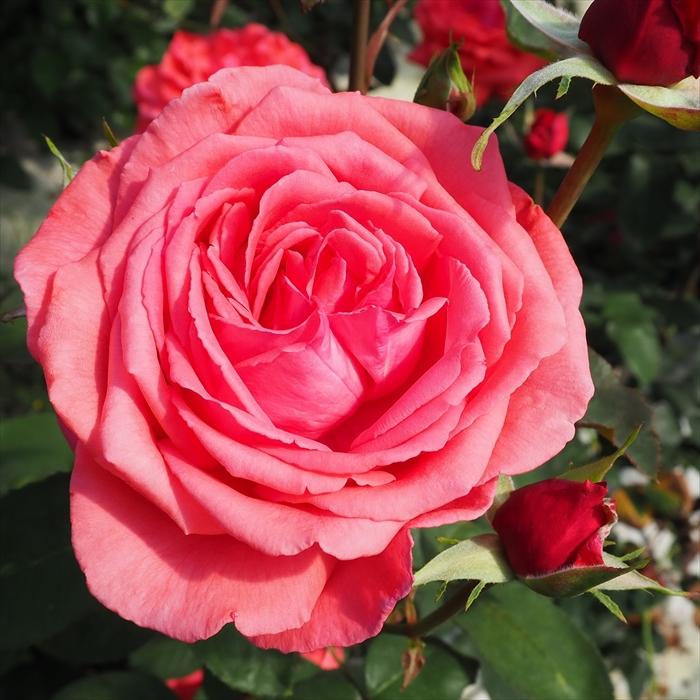 元気いっぱい　薔薇　バラ苗 バラ 苗高さ50cm Dolce S…つぼみあり 元気いっぱい 薔薇 バラ苗 バラ 苗高さ50cm Dolce S…つぼみあり 元気