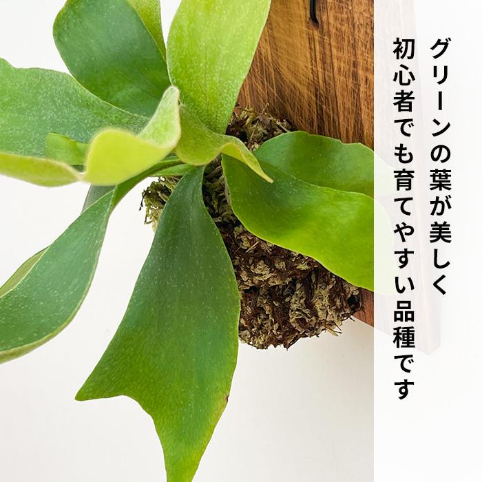日本花キ流通 観葉植物 コウモリラン ネザーランド 壁掛け 板付き