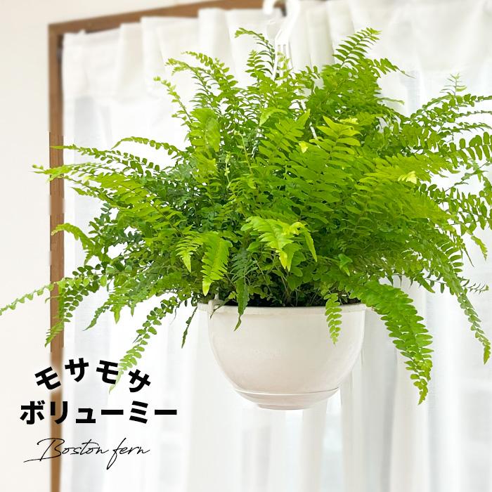 日本花キ流通 観葉植物 シダ ボストンファーン 6号 吊り鉢 吊り下げ