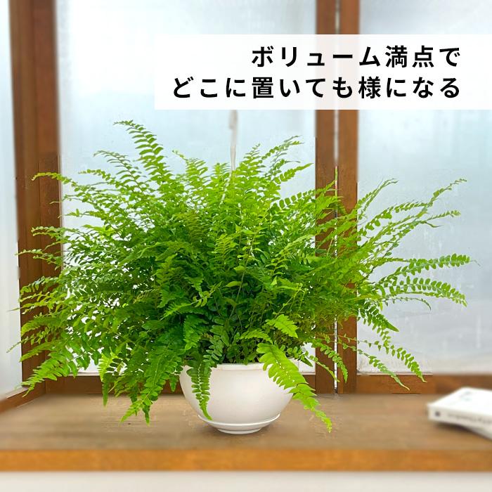 日本花キ流通 観葉植物 シダ ボストンファーン 6号 吊り鉢 吊り下げ