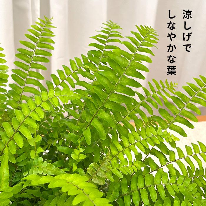 日本花キ流通 観葉植物 シダ ボストンファーン 6号 吊り鉢 吊り下げ