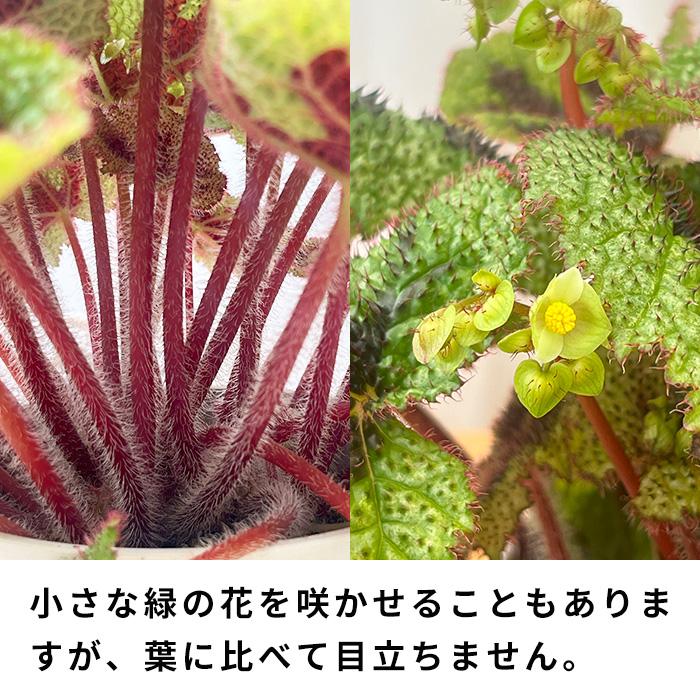 日本花キ流通 観葉植物 ベゴニア マソニアナ 5号鉢 送料無料