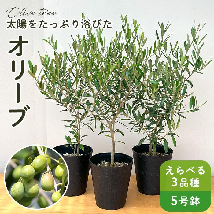 日本花キ流通 予約販売 選べるオリーブ 5号鉢 送料無料 鉢植え 観葉
