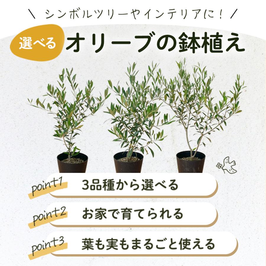日本花キ流通 予約販売 選べるオリーブ 5号鉢 送料無料 鉢植え 観葉