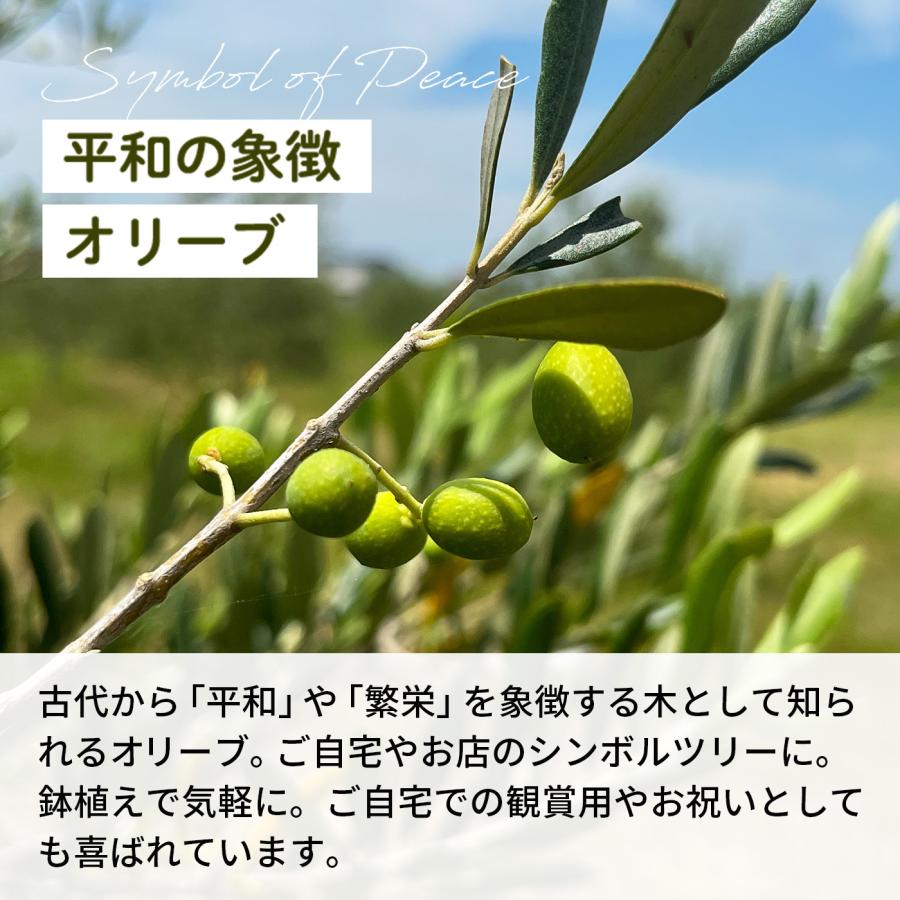 オリーブの木　J5 引取り限定　希少品種　植物　シンボルツリー 日本花キ流通 選べるオリーブ 5号鉢 送料無料 鉢植え 観葉植物