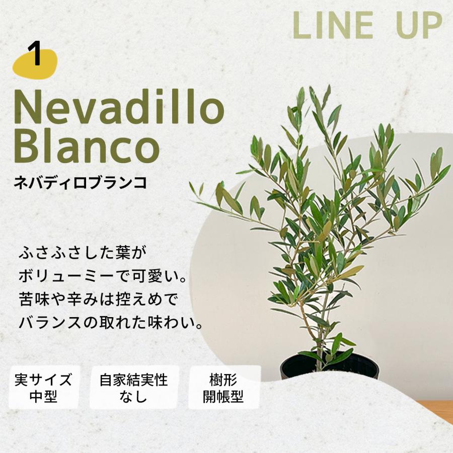 日本花キ流通 選べるオリーブ 5号鉢 送料無料 鉢植え 観葉植物