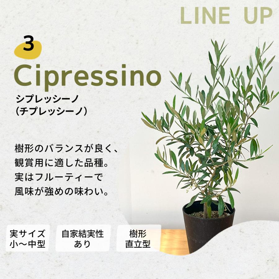 日本花キ流通 選べるオリーブ 5号鉢 送料無料 鉢植え 観葉植物