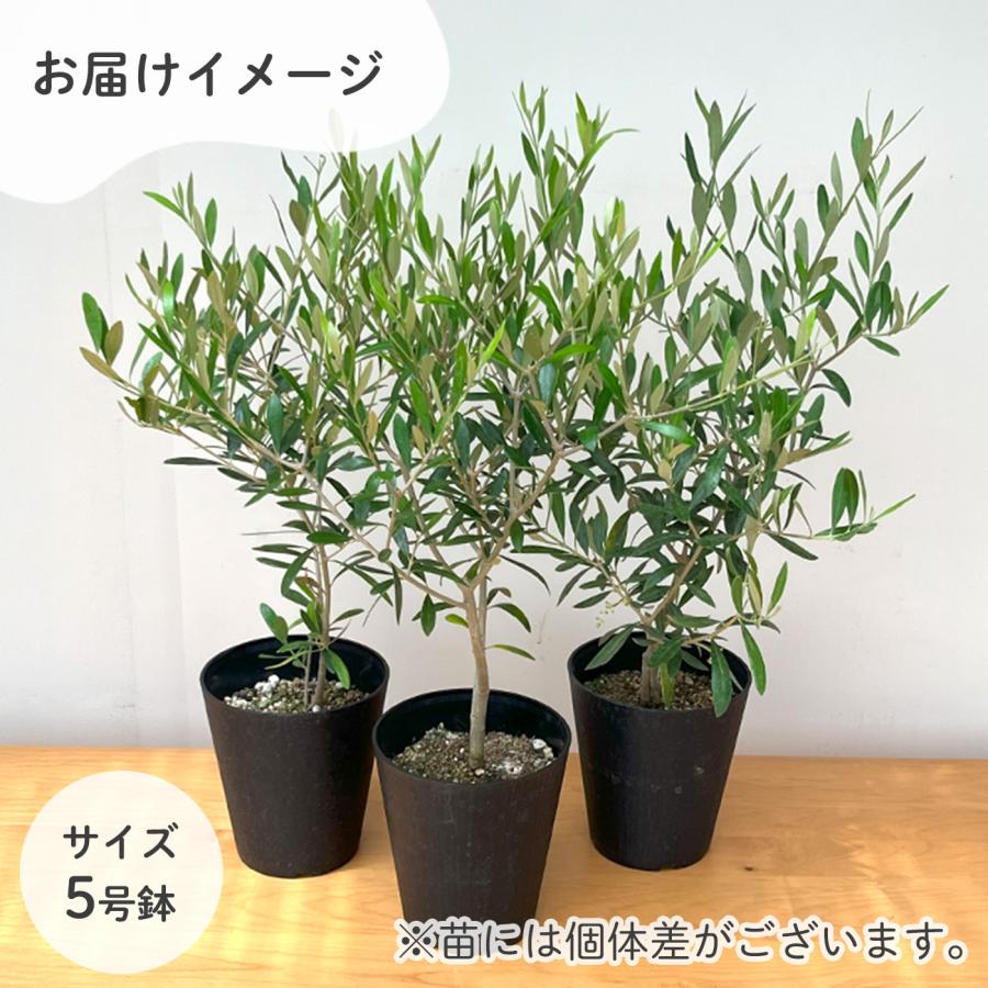 日本花キ流通 選べるオリーブ 5号鉢 送料無料 鉢植え 観葉植物