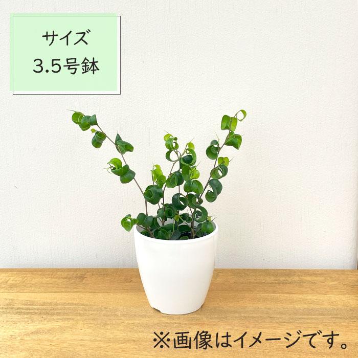日本花キ流通 観葉植物 cot フィカス ベンジャミン バロック 3.5号鉢