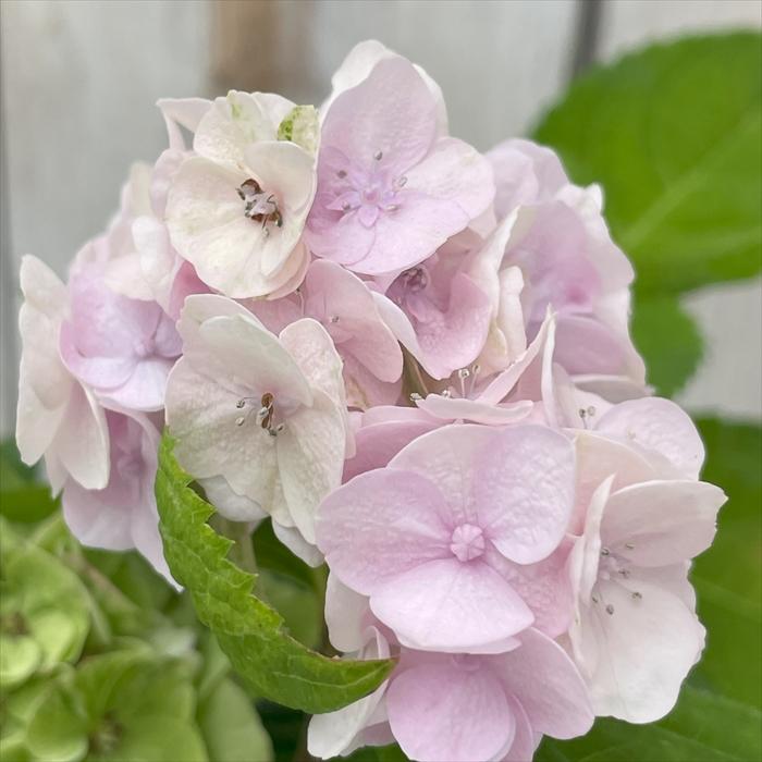 【花苗】ヤマアジサイ　伊予獅子てまり　ポットごと発送　紫陽花　山紫陽花 花苗】ヤマアジサイ 伊予獅子てまり ポットごと発送 紫陽花 山紫陽花