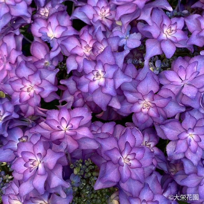予約販売 アジサイ カサノバ ブルー 7.5cmポット 大栄花園