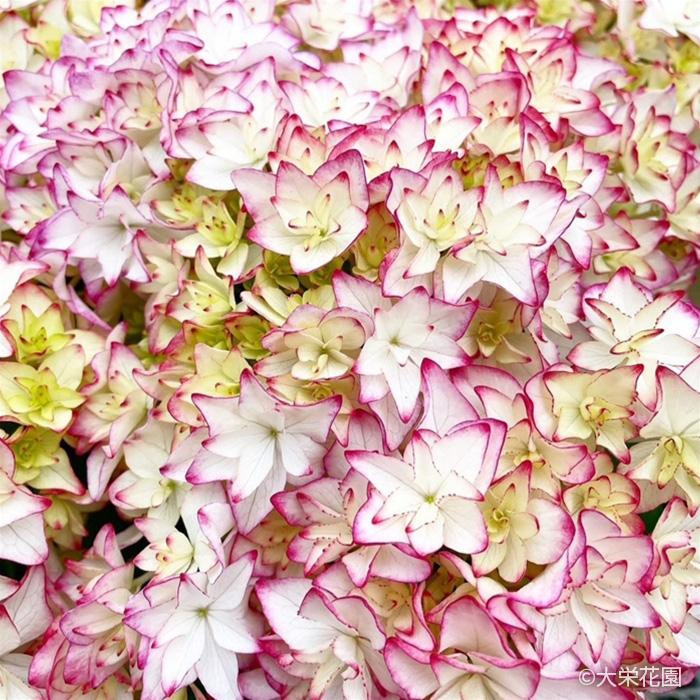 紫陽花 日本花キ流通 アジサイ ソフトピンク 7.5cmポット ハイドランジア 苗