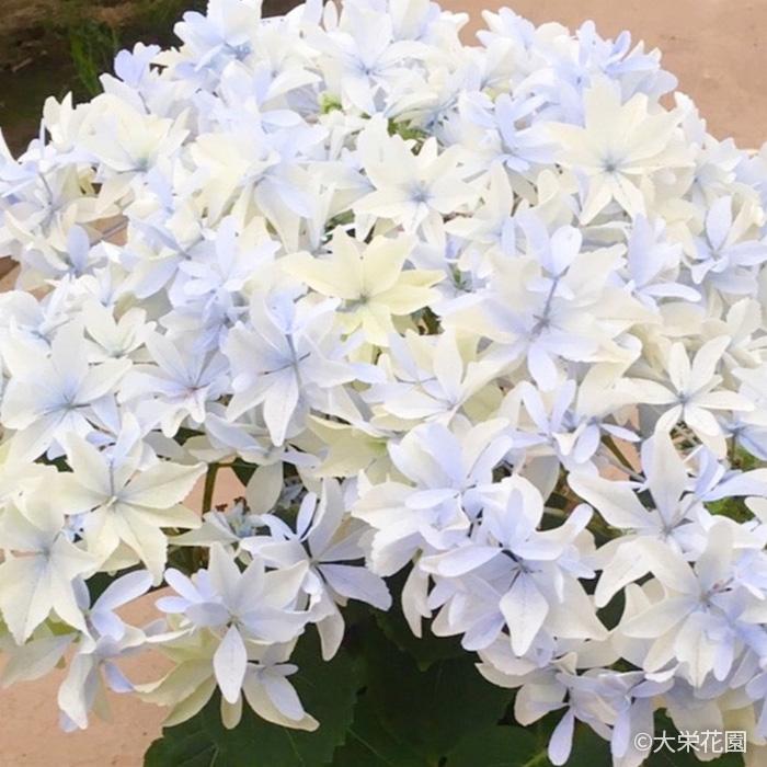 予約販売 アジサイ グリッター 7.5cmポット 大栄花園 ハイドランジア