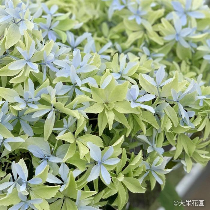 秀様 リクエスト 2点 まとめ商品　紫陽花　アジサイ　グリッター 国華園オンラインショップ / 花木苗 アジサイ グリッター