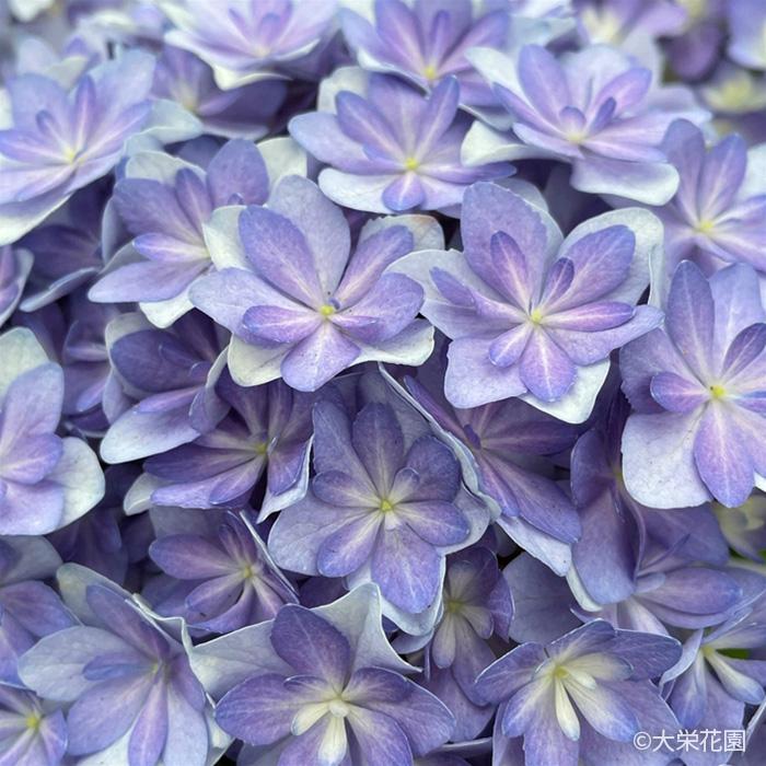 アジサイ サラン パープル 7.5cmポット 大栄花園 ハイドランジア 苗