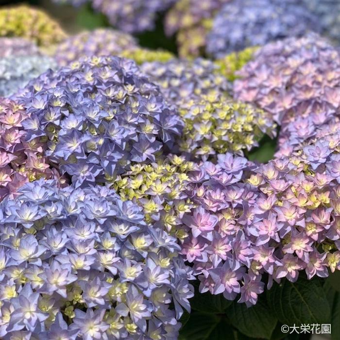 サランさま　80サイズ発送　輸入アジサイ　苗 アジサイ サラン パープル 7.5cmポット 大栄花園 ハイドランジア 苗