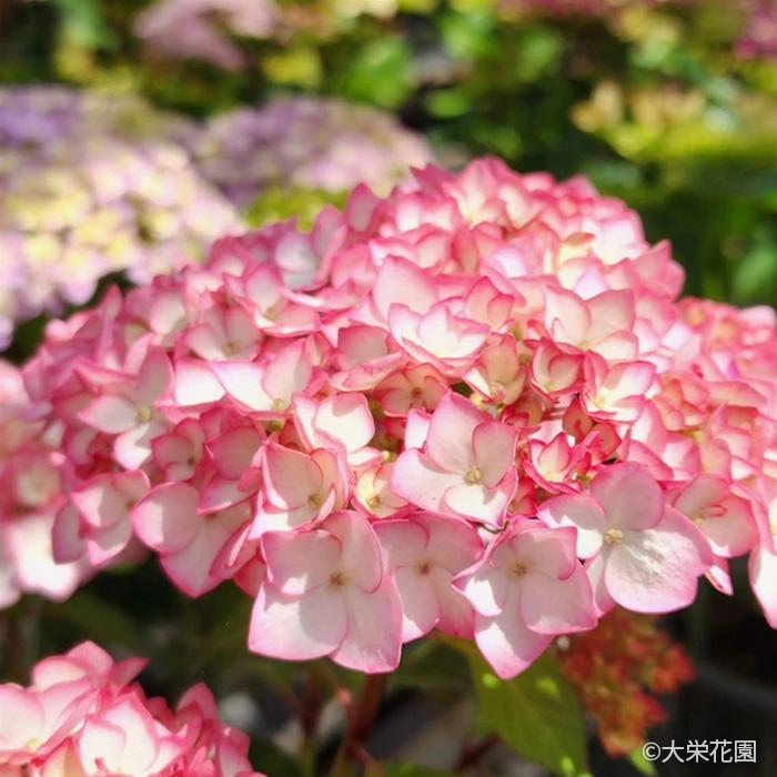 予約販売 アジサイ ママン 7.5cmポット 大栄花園 ハイドランジア 苗