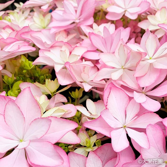 予約販売 アジサイ リノ ピンク 7.5cmポット 大栄花園 ハイドランジア