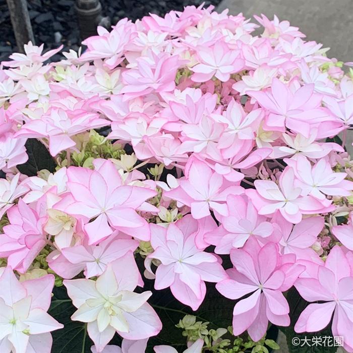 予約販売 アジサイ リノ ピンク 7.5cmポット 大栄花園 ハイドランジア