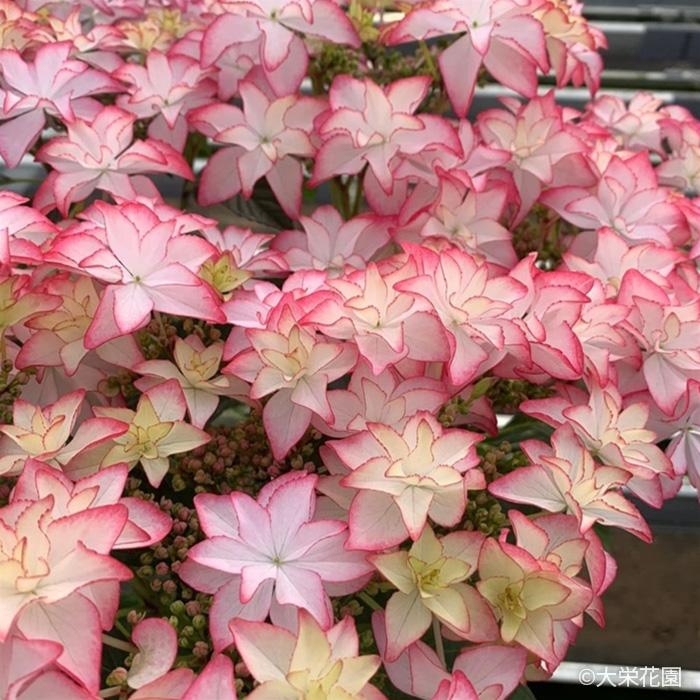 アジサイ レイ ピンク 7.5cmポット 大栄花園 ハイドランジア 苗 花苗