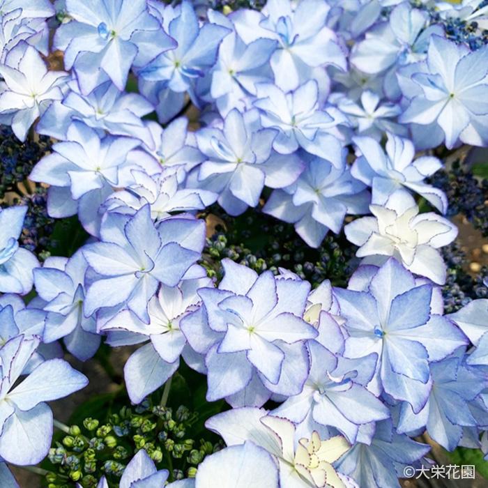 アジサイ レイ ブルー 7.5cmポット 大栄花園 ハイドランジア 苗 花苗