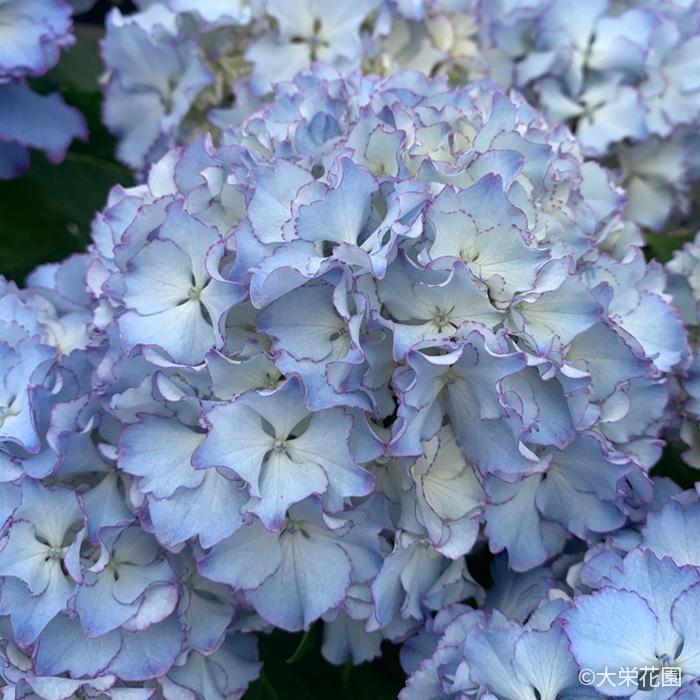 アジサイ レオン 7.5cmポット 大栄花園 ハイドランジア 苗 花苗 苗木