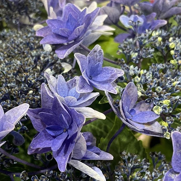 週末特価！6鉢価格！紫陽花　アジサイ　苗　苗木　空海　雨のち星　妖精の羽音 週末特価！6鉢価格！紫陽花 アジサイ 苗 苗木 空海 雨のち星 妖精の羽音